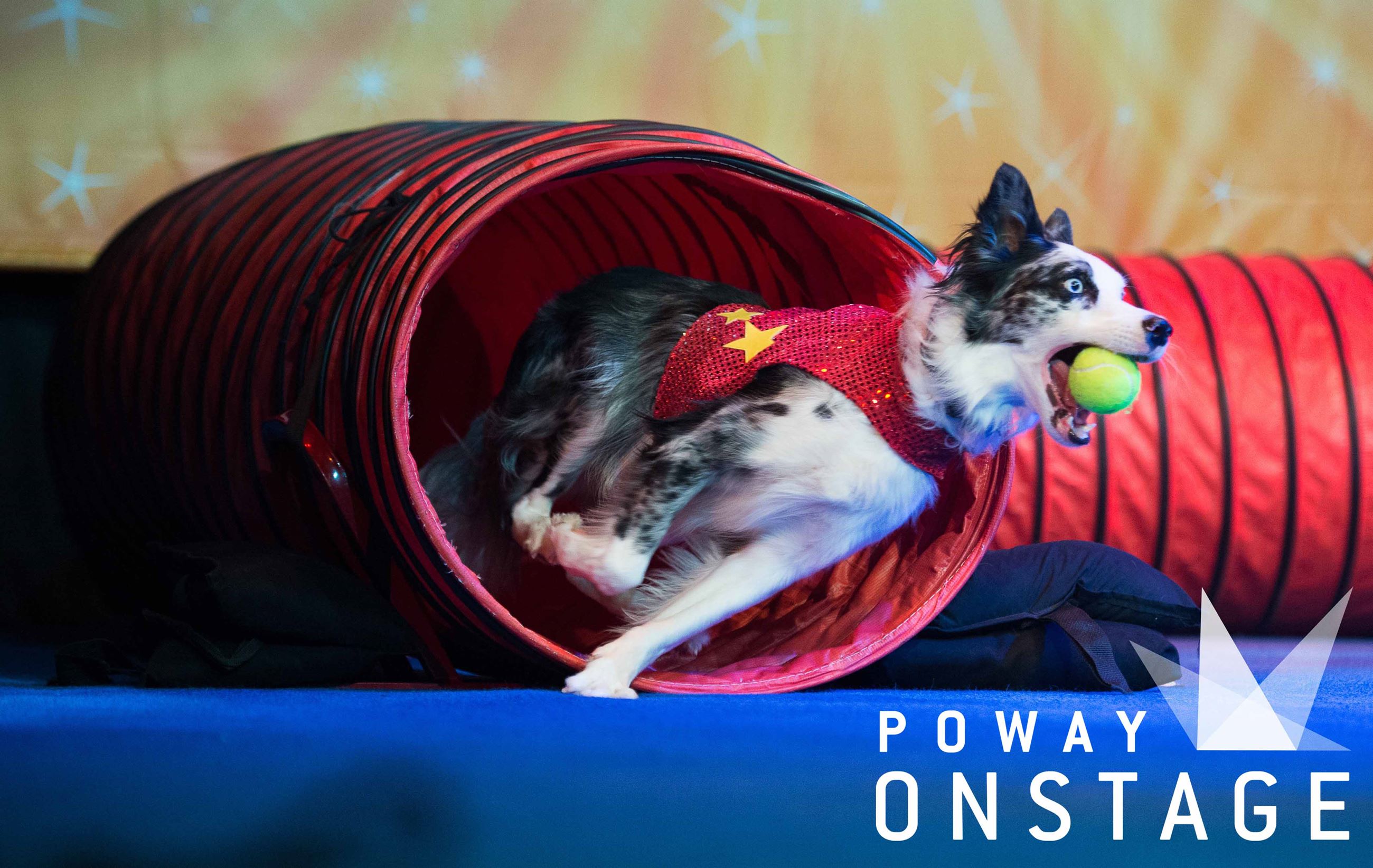 News_Alert_Stunt_Dogs_POS_edited-3